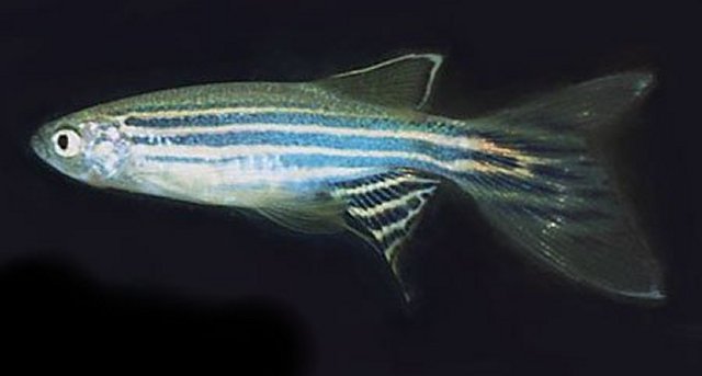 BRACHYDANIO RERIO